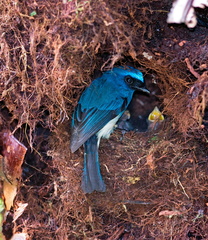 Indigo Flycatcher (Eumyias indigo) at nest in Kinabalu Park, Sabah, Malaysia